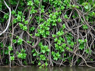 Fototapeta premium dense tangle of mangrove roots intertwined in a swampy forest, nature, tangled, lush