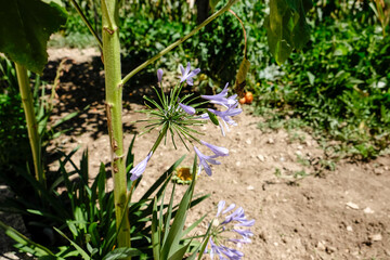 A plant with purple flowers and green leaves is in the dirt