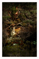 spider web in the forest