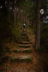 escalinata del bosque