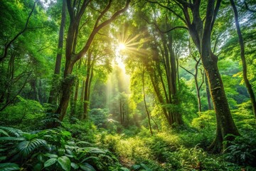 Fototapeta premium Lush forest with dense foliage and sunlight filtering through the canopy, plants, nature, arboreal