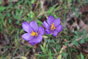 purple flower