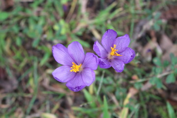 purple crocus flower