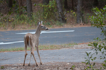 Young buck in fall standing with head up in campground