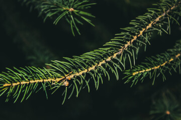 A green Christmas tree with thick, fluffy branches covered with a light coating of snow. Its emerald needles create a feeling of freshness and celebration, as if inviting you into a winter fairy tale.