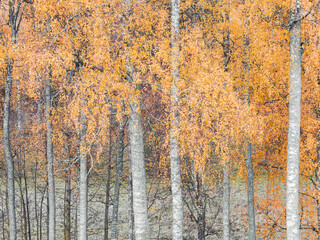 Autumn birches with vibrant orange leaves create a stunning forest landscape in Sweden's serene nature during the fall season