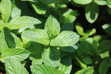 Mint plants in sunlight