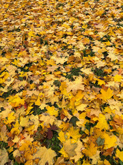 Yellow maple leaves on the grass in the park. Autumn background.