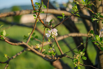 A detailed close up view of a beautiful flower on a tree branch