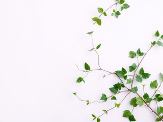 Ivy branch with delicate leaves cascading down on a soft light background, light background, decoration, plant
