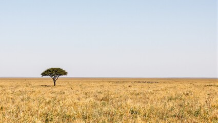 Obraz premium Serengeti landscape with acacia tree and zebras grazing