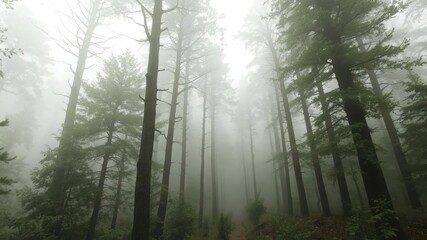 Mysterious forest enveloped in dense fog and mist, landscape, misty