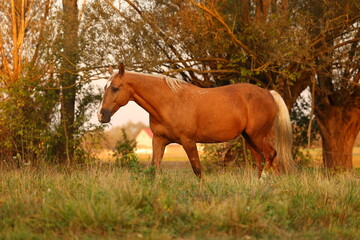 A beautiful horse walks in the meadow and eats grass