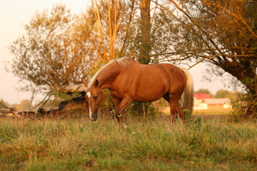 A beautiful horse walks in the meadow and eats grass