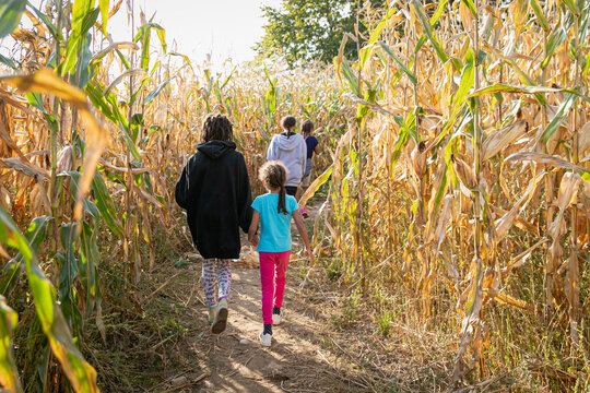A group of young sisters walking in a corn maze, surrounded by stalks