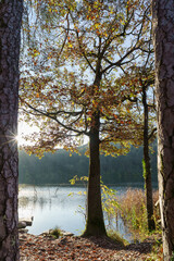 Fototapeta premium Forest landscape of Montiggl in Eppan in South Tyrol.