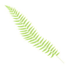 fern leaf isolated on transparent background