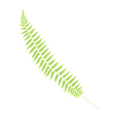 fern leaf isolated on transparent background