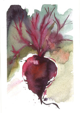 watercolor beet