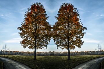 Obraz premium Whimsical Autumn Landscape with Vibrant Tree and Meadow Under Clear Blue Sky