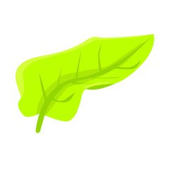 Obraz premium Green Leaf Vector Illustration – Nature, Organic, and Eco-Friendly Design Elements