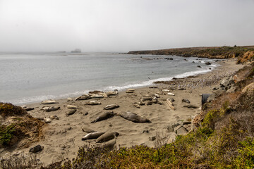 View elephant seals in their natural habitat near San Simeon, California. Experience the beauty of these marine mammals along the Pacific Coast.