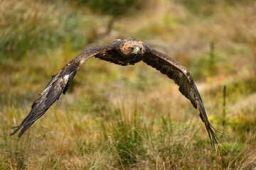 A sea eagle flies over a clearing by the forest.