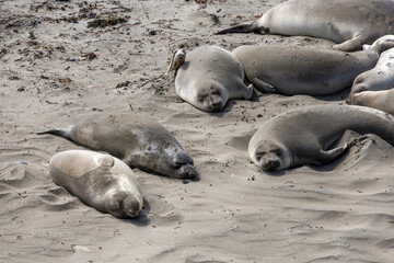 View elephant seals in their natural habitat near San Simeon, California. Experience the beauty of these marine mammals along the Pacific Coast.