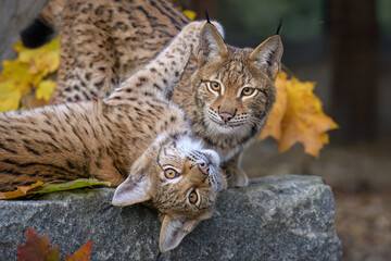 Cute and playful lynx cubs. © Martin