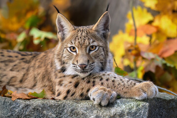 Cute and playful lynx cubs.