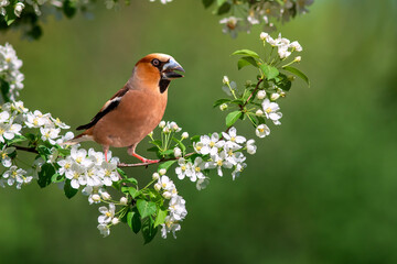 grosbeak bird male sitting on flowering branch in spring may garden
