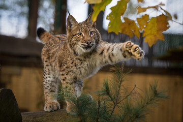 Cute and playful lynx cubs.