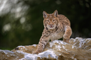 Cute and playful lynx cubs.