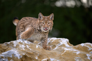 Cute and playful lynx cubs.