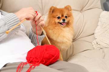 Pomeranian dog with senior woman knitting on sofa at home, closeup