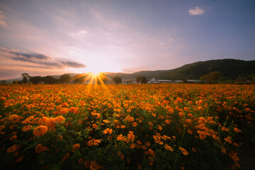 Field of cempasuchil flowers at Copandaro, Michoacan.