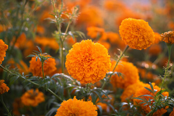 Cempasuchil field for dia de muertos conmemoration.
