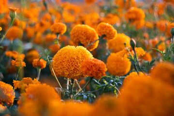 Field of cempasuchil flowers. Orange beauty