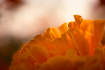 Orange poppy flower with dew droplets. Closeup cempasuchil flower.