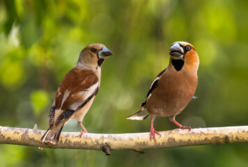 pair of hawfinch birds male and female sitting on branch in spring garden