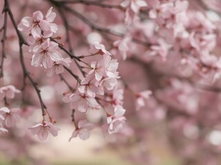 Obraz premium Soft focus cherry blossom tree in pastel pink tones, creating a dreamy and delicate art piece, beautiful, romantic, spring