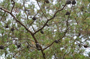 Close up of pine tree with pine cones looking up at sky