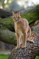 A caracal lies in the grass at sunrise in the morning dew.
