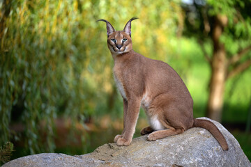 A caracal lies in the grass at sunrise in the morning dew.
