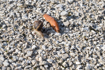 Umbria, Italy - September 24 2024:   Helix pomatia (also Roman, Burgundy snail or escargot) and Lusitanian Slug (also Spanish, Iberian or killer slug, Arion vulgaris) side by side on gravel ground.