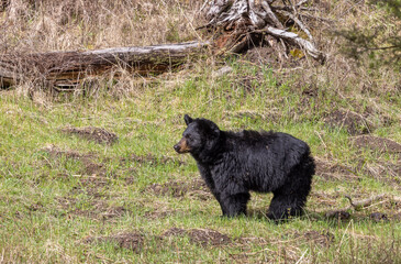 Black Bear in Yellowstone National Park Wyoming in Springtime