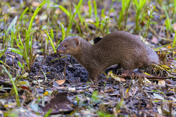 Indian grey mongoose or Asian grey mongoose (Urva edwardsii) at Rabindra Saravar, Kolkata, West Bengal, India