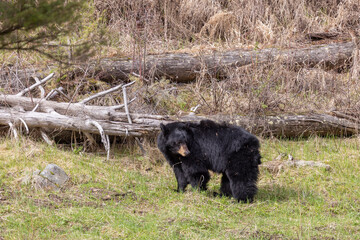 Black Bear in Yellowstone National Park Wyoming in Springtime