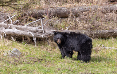 Black Bear in Yellowstone National Park Wyoming in Springtime