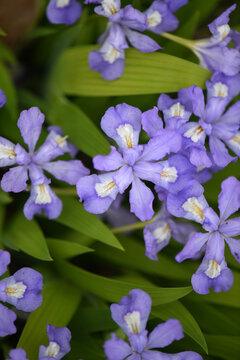 Small Purple Iris Flowers